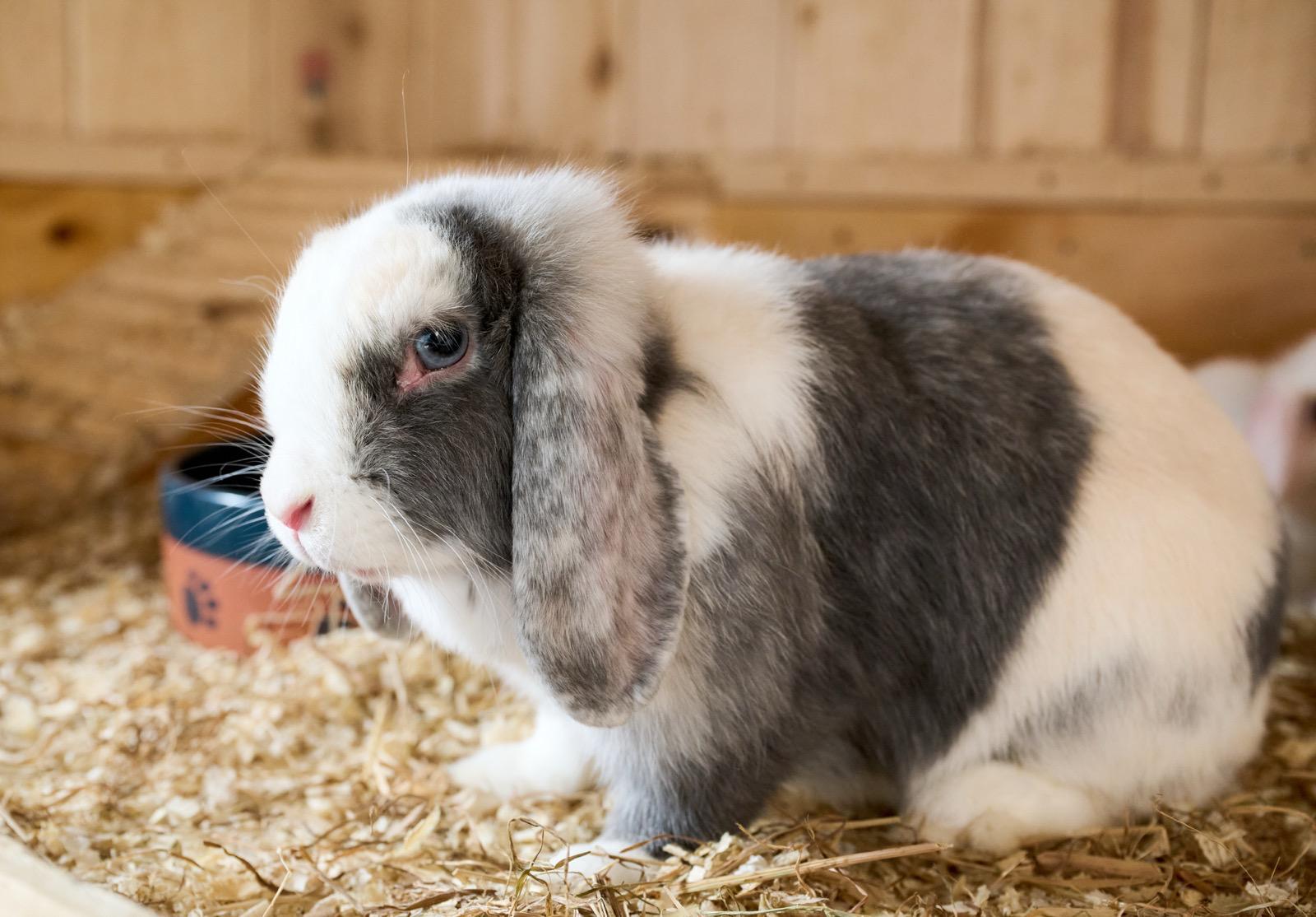 One of Emma’s rabbits